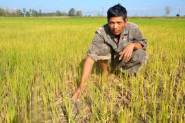 Thiệt hại do hạn hán trong vụ Đông Xuân: "Đến hẹn lại lên"?