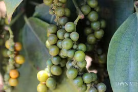 Giá tiêu hôm nay 8/3: Tăng liên tiếp, điều gì khiến thương lái Trung Quốc mạnh tay mua vào?