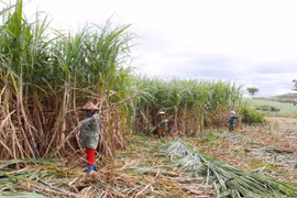 Kông Pla khởi sắc