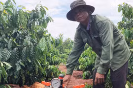 Gia Lai: Nhiều lợi ích từ chương trình quản lý dịch hại tổng hợp