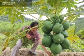 Bình Định: Trồng đu đủ, cà chua, trồng rau sạch có gì hay mà thôi làm "ông chủ" bỏ về quê tự làm giám đốc?