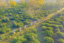 Hương chè Bàu Cạn