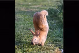 Giải mã bí ẩn của loài thỏ biến dị chỉ biết 'trồng chuối'