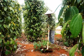 Đắk Nông: Tiêu đã mất mùa còn mất giá, nông dân khó chồng khó