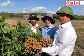 Nhãn ngọt trên đất khó Kông Yang