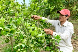 "Lấy ngắn nuôi dài" để phát triển kinh tế