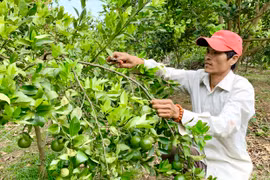 "Lấy ngắn nuôi dài" để phát triển kinh tế