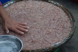 Tháng 3 lặng sóng, ngư dân Đà Nẵng bội thu ruốc biển