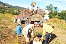 Gia Lai: Hiệu quả thiết thực từ mô hình Đoàn cơ sở "3 chủ động"