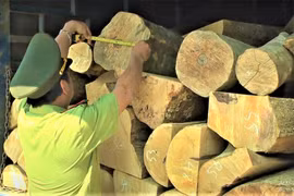 Bắt giữ xe tải chở hơn 4m3 gỗ trái phép