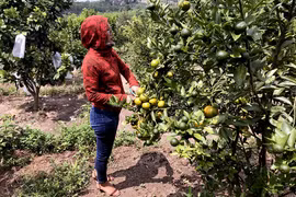 Chư Păh chuyển giao tiến bộ kỹ thuật cho nông dân