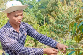 Người bạn trẻ và vườn sầu riêng tưới tự động