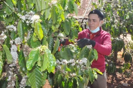 Làng Kồ nay đã khác xưa