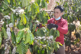 Làng Kồ nay đã khác xưa