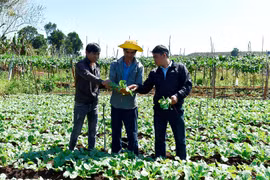 Hiệu quả Nông hội sản xuất rau an toàn xã Tân Bình