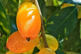 Giàn nhót nhà tôi