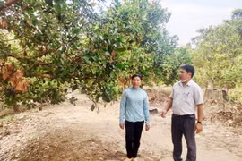 Nhiều hộ dân huyện Chư Prông mong sớm được cấp bìa đỏ