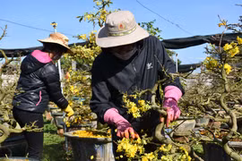 Gia Lai: Thu nhập khá từ chăm sóc mai sau Tết