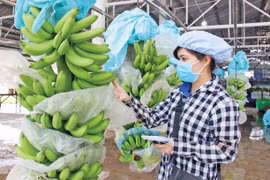 Loại quả nơi nào ở Việt Nam cũng trồng đắt hàng ở châu Âu, giá lên tới 3.192,9 Eur/tấn