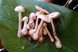 Cả gia đình ngộ độc sau bữa ăn trưa có nấm