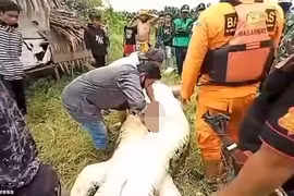 Hãi hùng bé trai 8 tuổi bị cá sấu nuốt chửng ở Indonesia