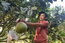 Tạo dựng vùng bưởi da xanh mang thương hiệu