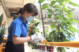 Người trẻ làm xanh hóa chung cư cũ