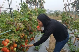 Hà Nội: Nữ tỷ phú quyền lực trong "làng rau sạch hữu cơ" tiết lộ những bí quyết trong nghề