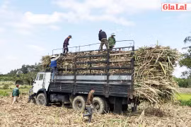 Nông dân phía Đông tỉnh Gia Lai phấn khởi vì giá mía tăng