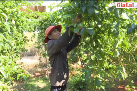 Chư Pưh: Nông dân phấn khởi vì chanh dây được mùa, được giá