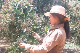 Ia Grai: Nông dân trồng điều lo mất mùa