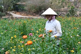 Đà Lạt: một loài hoa đẹp mãi với tên gọi "bất tử"