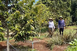 Mùa khô ở Nam Trung Bộ kéo dài, cần phòng trừ sâu bệnh cho cây ăn quả