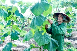 Nông dân Hà Tam nâng cao thu nhập nhờ chuyển đổi cây trồng