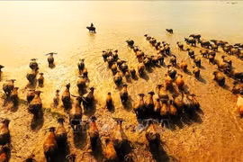 Ký ức mùa len trâu