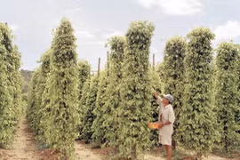 Thị trường nông sản tuần qua: Giá tiêu vượt mốc 70.000 đồng/kg