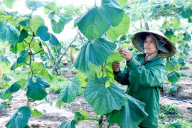 Nông dân Hà Tam nâng cao thu nhập nhờ chuyển đổi cây trồng