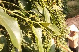 Giá tiêu hôm nay tăng "bất thường", Hiệp hội Hồ tiêu Việt Nam họp khẩn, cảnh báo những gì?