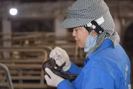 Lần đầu tiên tại Việt Nam: Lợn Ỉ tưởng bị tuyệt chủng nay được nhân bản thành công từ tế bào soma mô tai