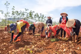 Nông dân Đak Đoa và Chư Sê thu nhập cao từ trồng khoai tây