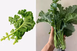 5 lợi ích tuyệt vời từ rau cải xoăn