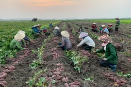 Nông dân Phú Thiện "trúng" khoai lang