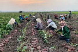 Nông dân Phú Thiện "trúng" khoai lang