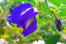 Bất ngờ với công dụng giảm cân từ hoa đậu biếc