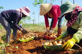 Gia Lai: Trồng thứ cây 3 tháng đã tàn, cuốc 1 nhát bật lên toàn củ bự, bán cho tập đoàn lớn, thu tiền tỷ