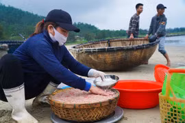 Đà Nẵng: Dân ra biển vớt hàng tấn con li ti, búng lia chia trên mặt nước, thu tiền triệu mỗi ngày