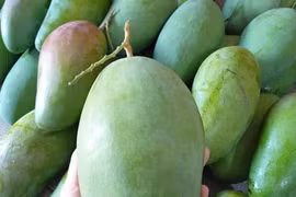 Điểm danh những loại trái cây không nên ăn khi trời nắng nóng