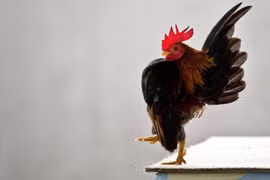 Loài gà Serama có gì đặc biệt với giá bán lên tới 37 triệu đồng/ con