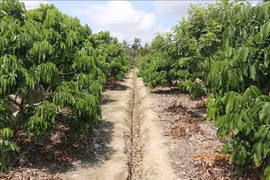 Chuyển từ đất vườn sang đất ở cần những thủ tục gì?