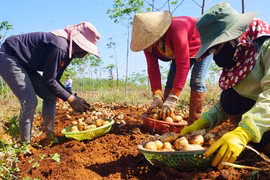 Gia Lai: Trồng thứ cây 3 tháng đã tàn, cuốc 1 nhát bật lên toàn củ bự, bán cho tập đoàn lớn, thu tiền tỷ